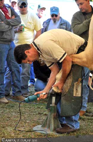 Become a Farrier at LMSH. Special guest, Ian McKinlay shown repairs a moderate to sever hoof crack while students look on.
