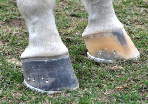 Course Desc pic2 hooves