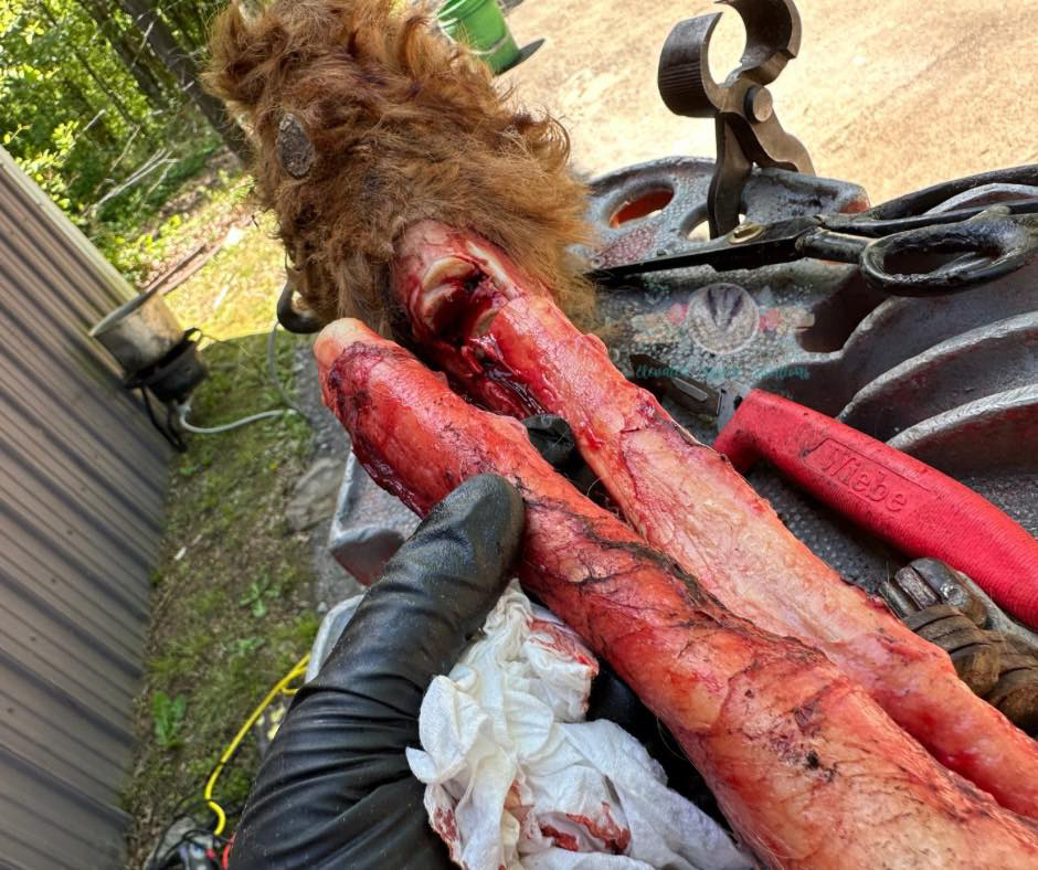 Lookout Mountain School of HorseshoeingAnatomy Lab