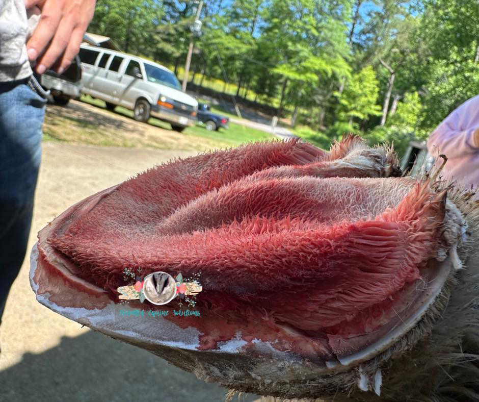 Lookout Mountain School of HorseshoeingAnatomy Lab
