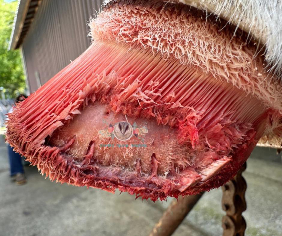 Lookout Mountain School of HorseshoeingAnatomy Lab