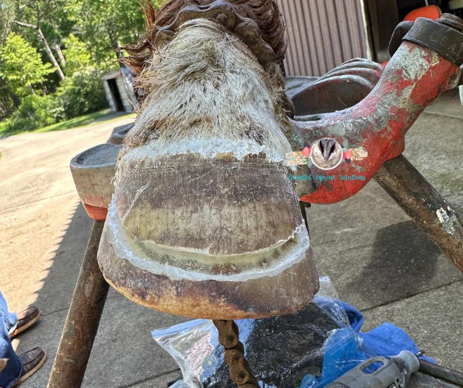 Lookout Mountain School of HorseshoeingAnatomy Lab