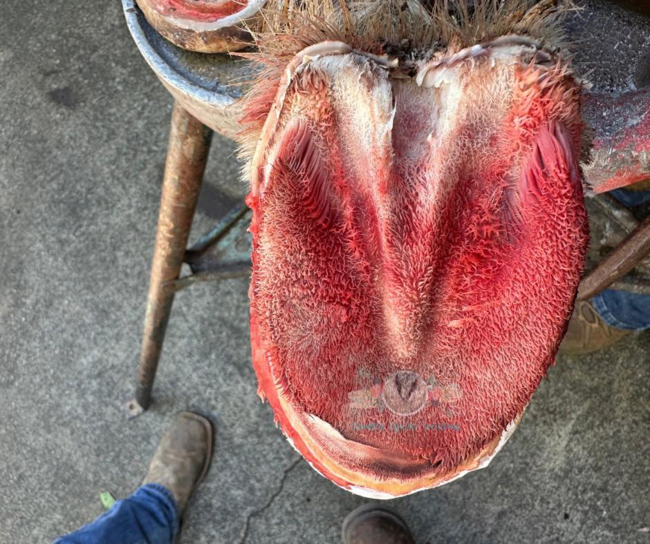 Lookout Mountain School of HorseshoeingAnatomy Lab