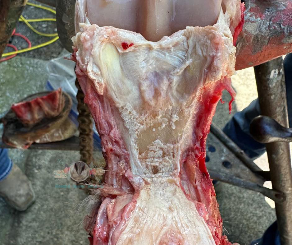 Lookout Mountain School of HorseshoeingAnatomy Lab