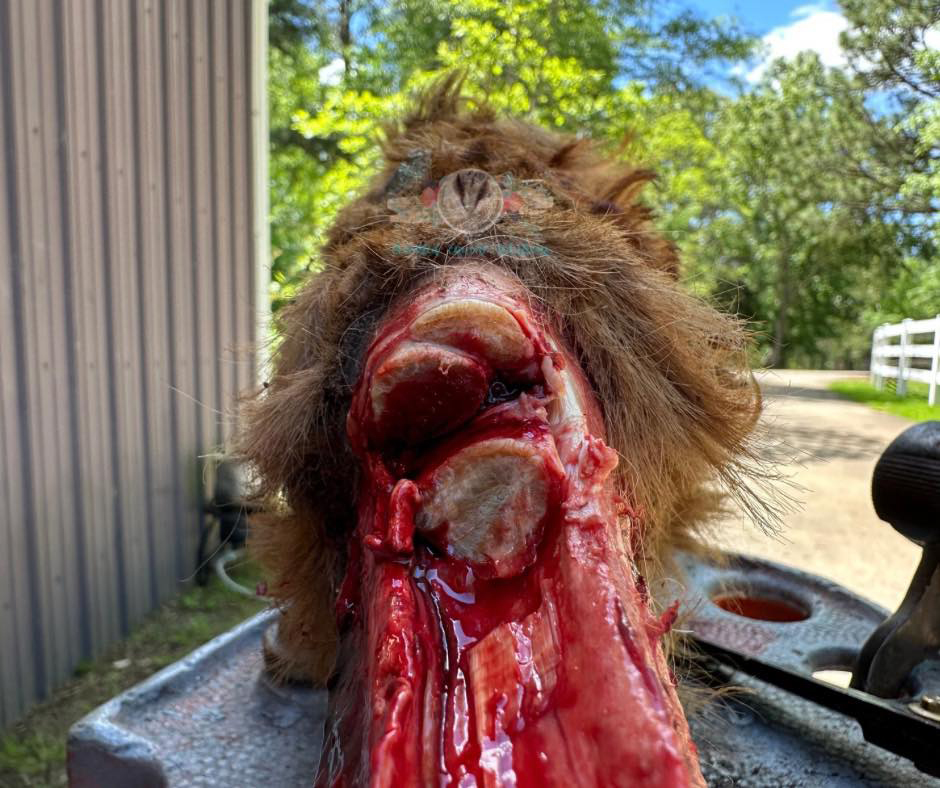 Lookout Mountain School of HorseshoeingAnatomy Lab