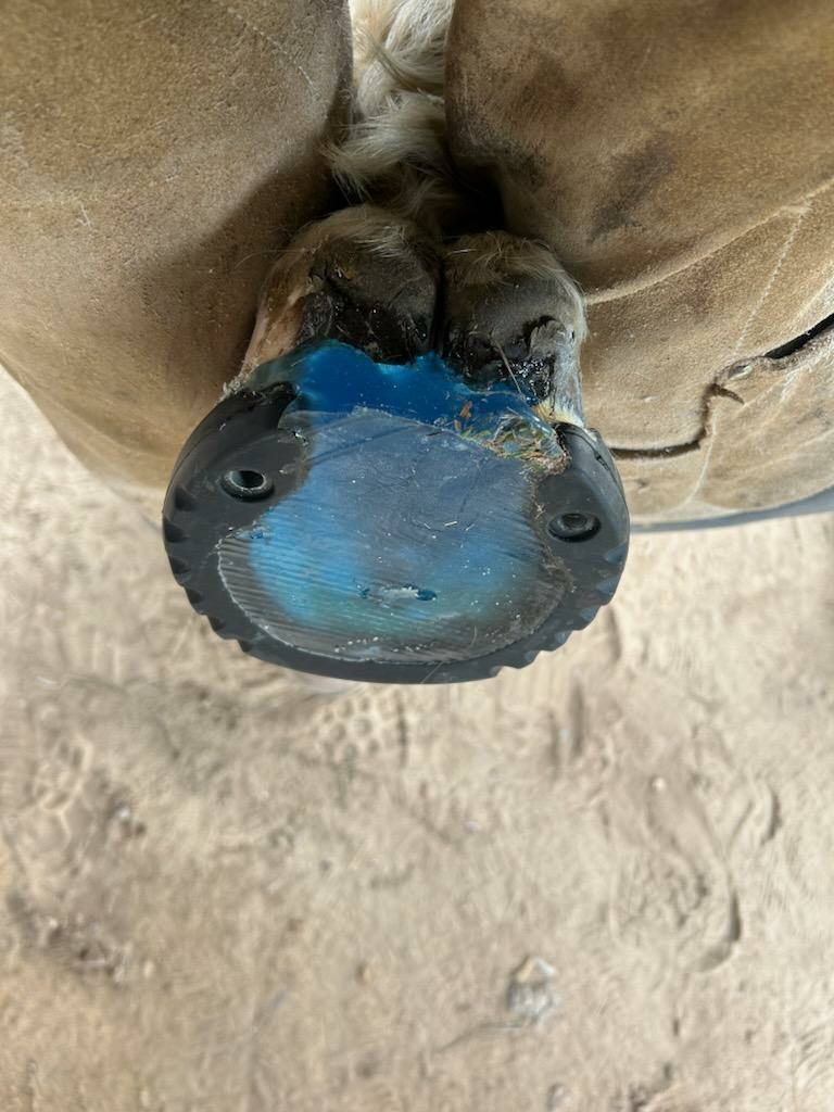 LMSH GLUSHU with Lynne Myers