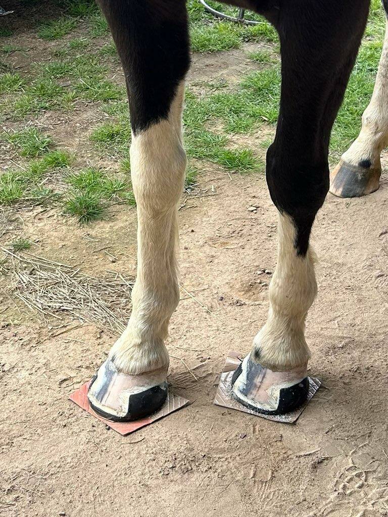 LMSH GLUSHU with Lynne Myers