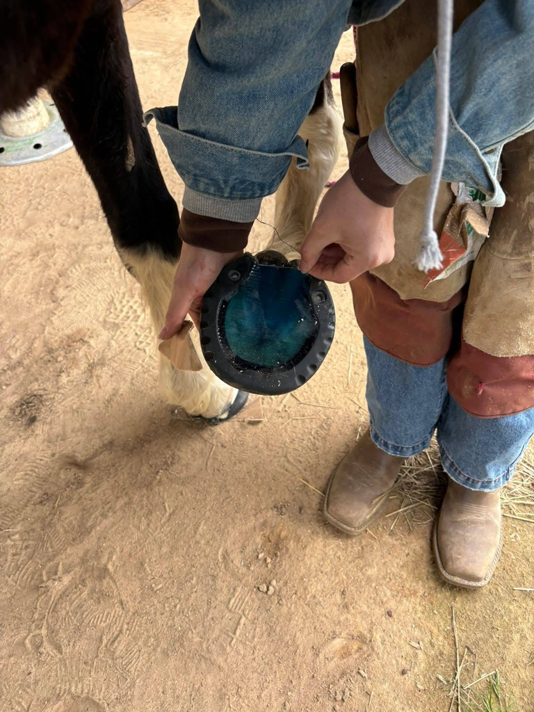 LMSH GLUSHU with Lynne Myers