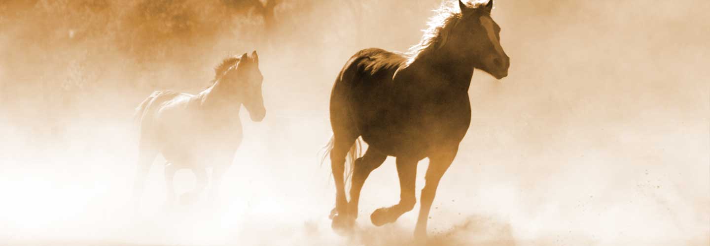 Become A Farrier